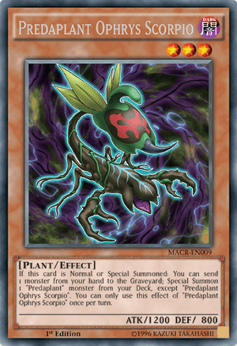 Predaplant Ophrys Scorpio - MACR-EN009 Rare Unlimited